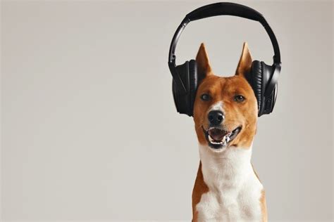 Do Dogs Understand Music: A Deeper Insight into the Canine-Musical Connection